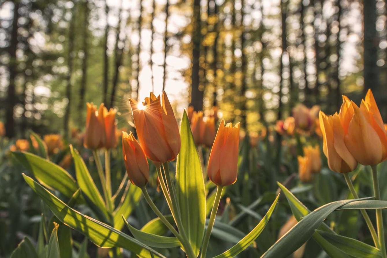 Officiis et provident corporis